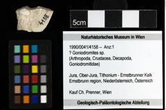 Foto (Objekt + Etiketten) von ? Goniodromites sp. 